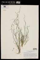 Muhlenbergia microsperma image