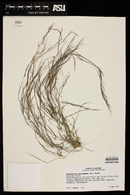 Muhlenbergia microsperma image