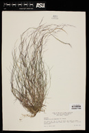 Muhlenbergia microsperma image