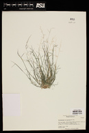 Muhlenbergia microsperma image