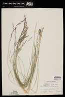 Muhlenbergia pauciflora image