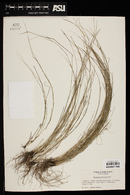 Muhlenbergia pauciflora image