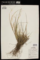 Muhlenbergia pauciflora image