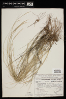 Muhlenbergia pauciflora image