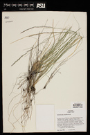 Muhlenbergia pauciflora image