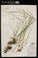 Muhlenbergia pauciflora image