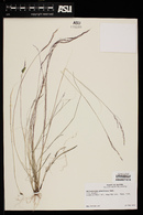 Muhlenbergia pauciflora image