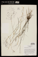 Muhlenbergia porteri image