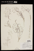 Muhlenbergia porteri image