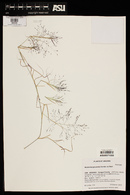 Muhlenbergia porteri image