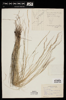 Muhlenbergia pauciflora image