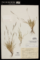 Muhlenbergia peruviana image