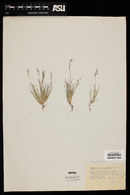 Muhlenbergia peruviana image