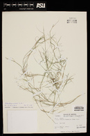 Muhlenbergia microsperma image