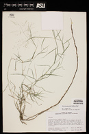 Muhlenbergia porteri image