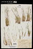 Muhlenbergia peruviana image