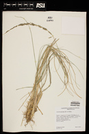 Muhlenbergia rigens image