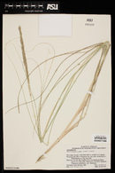 Muhlenbergia rigens image