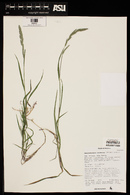 Muhlenbergia racemosa image