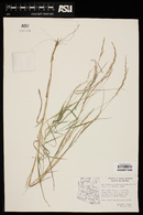 Muhlenbergia racemosa image