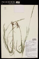 Muhlenbergia racemosa image