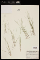 Muhlenbergia ramulosa image