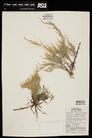 Muhlenbergia repens image