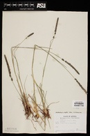 Muhlenbergia wrightii image