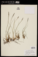 Muhlenbergia wrightii image