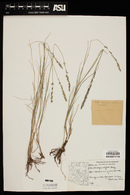 Muhlenbergia wrightii image
