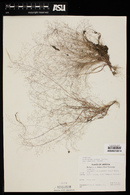 Muhlenbergia sinuosa image