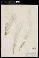 Muhlenbergia sinuosa image