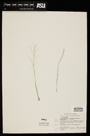 Muhlenbergia sinuosa image