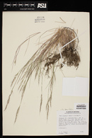 Muhlenbergia tenuifolia image