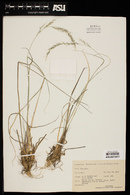 Muhlenbergia virescens image