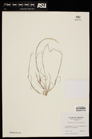 Muhlenbergia microsperma image