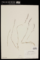 Muhlenbergia microsperma image