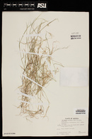 Muhlenbergia microsperma image