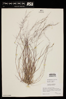 Muhlenbergia microsperma image