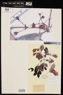 Psidium myrtoides image