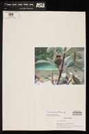 Psidium grandifolium image