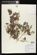 Psorothamnus arborescens image