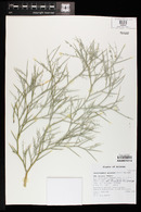 Psorothamnus spinosus image