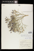 Psorothamnus spinosus image