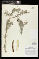 Psorothamnus arborescens image