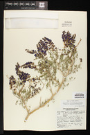 Psorothamnus arborescens image