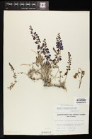 Psorothamnus arborescens var. minutifolius image