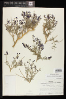 Psorothamnus arborescens var. simplicifolius image