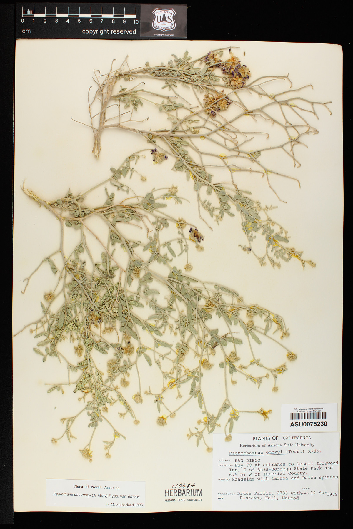 Psorothamnus emoryi var. emoryi image