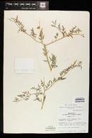 Psorothamnus fremontii image